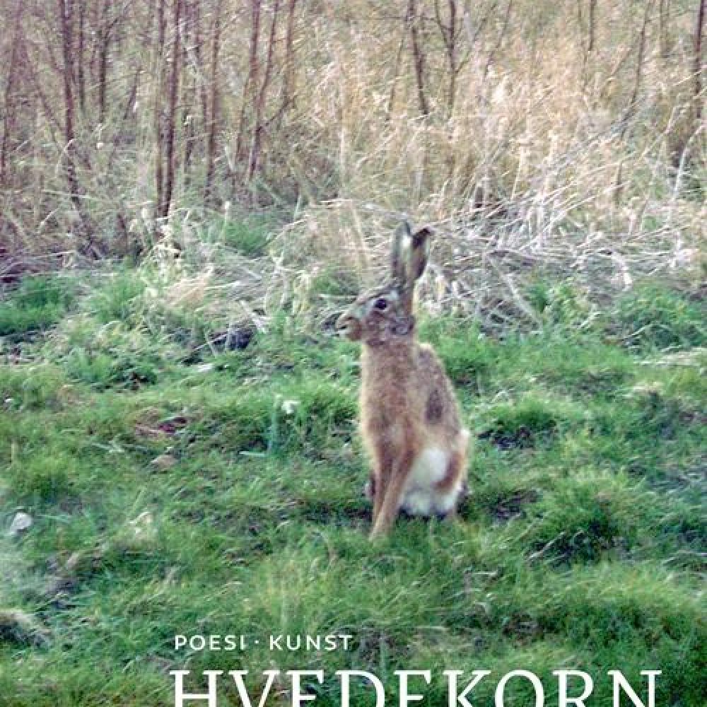 hvede